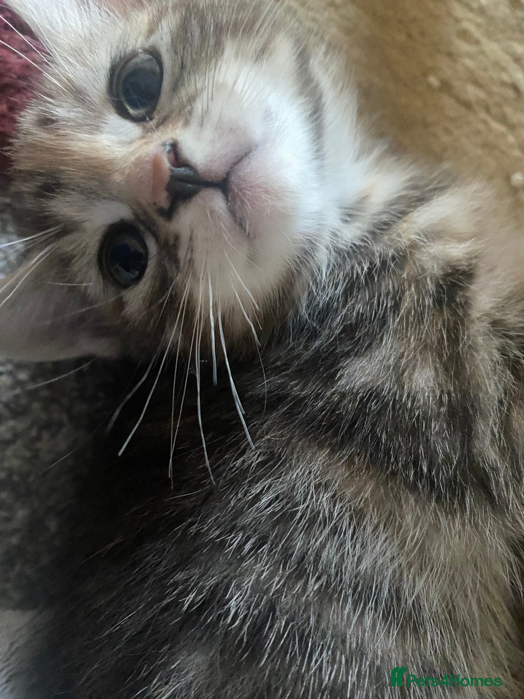 American Shorthair cats for sale: 4 kitten for sale  - Image 8