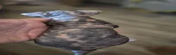 Sphynx cats for sale: Gorgeous sphynx kittens for sale - Advert 13