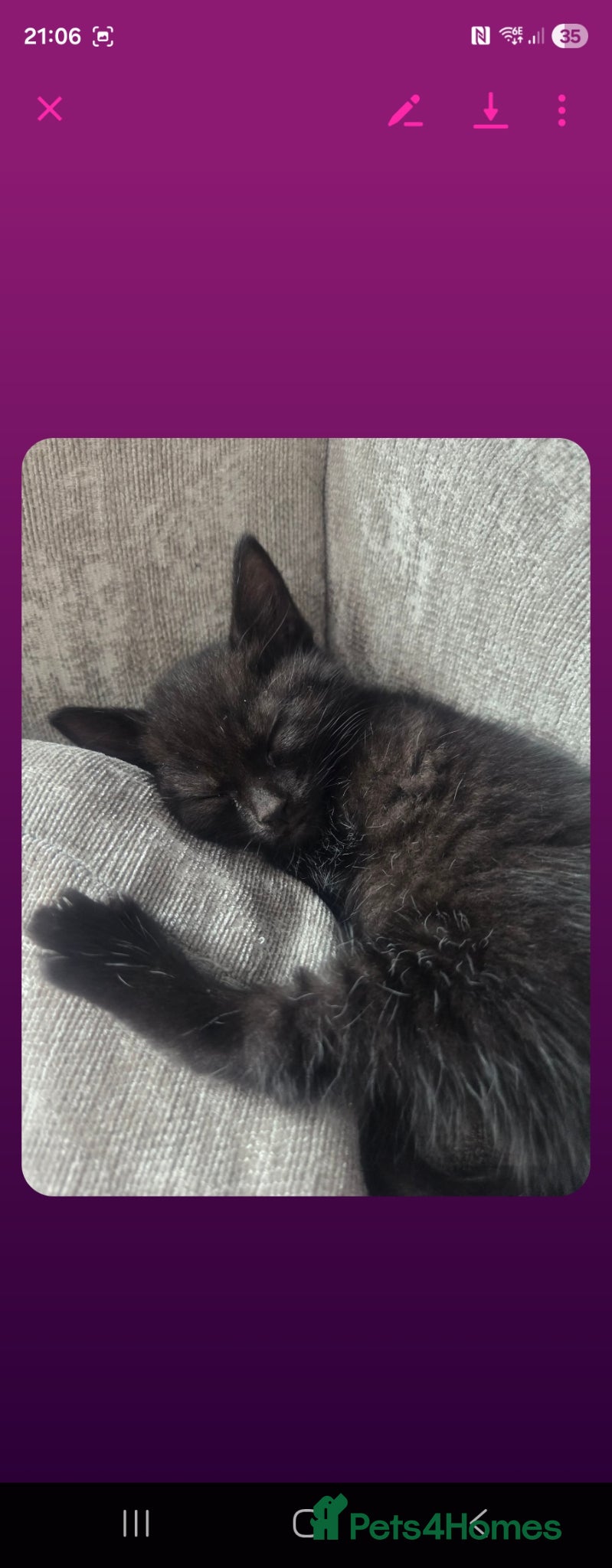 Mixed Breed cats Black with tint ginger - Advert 1