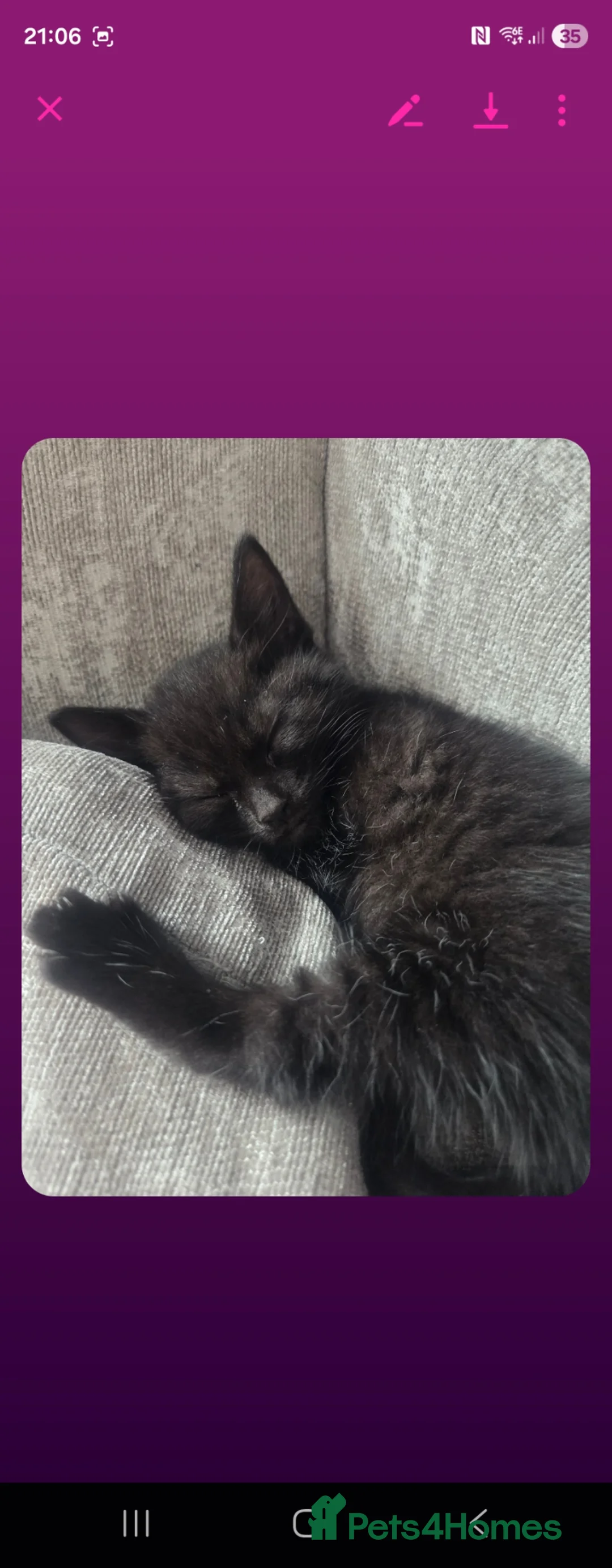 Mixed Breed cats for sale: Black with tint ginger in Rotherham - Advert 1