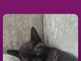 Mixed Breed cats Black with tint ginger - Advert 1