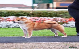 Japanese Shiba Inu dogs for sale: Japanese shiba inu - Image 4