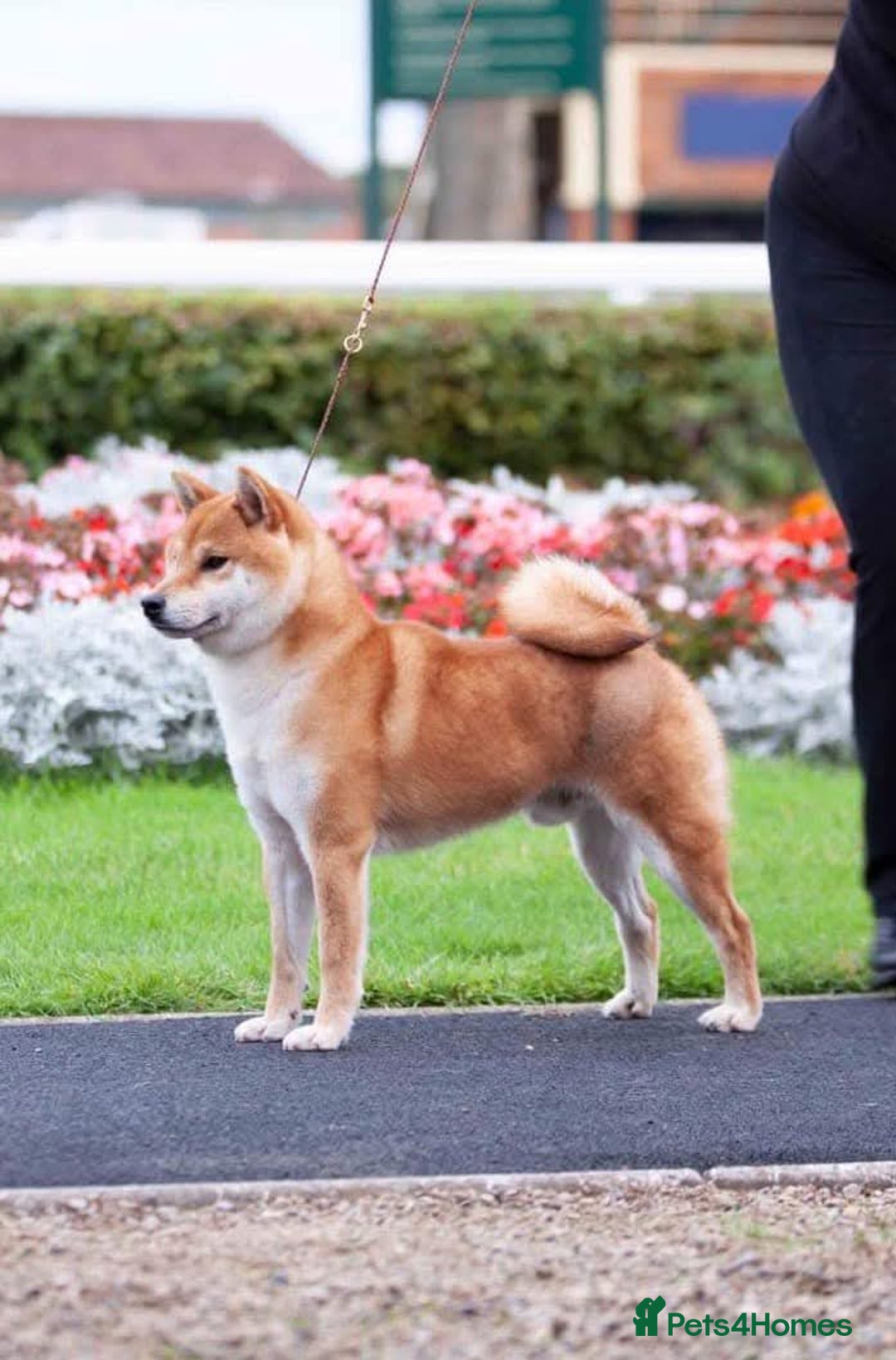 Japanese Shiba Inu dogs for sale: Japanese shiba inu - Image 4