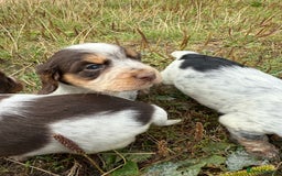 Cocker Spaniel dogs for sale: Extensively Health Tested KC Registered  - Image 3
