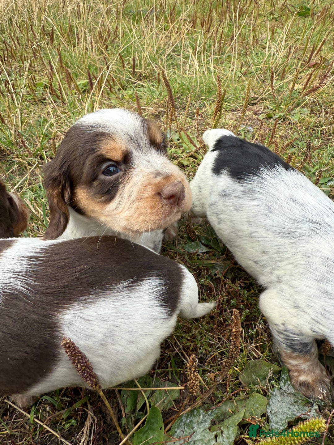 Cocker Spaniel dogs for sale: Extensively Health Tested KC Registered  - Image 3