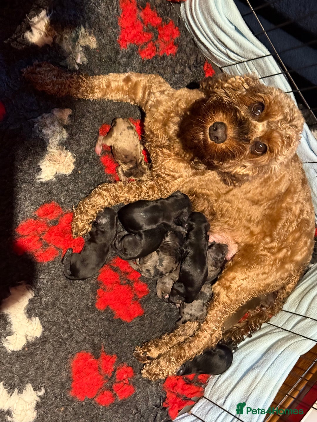 Cockapoo dogs for sale: F1B Cockapoo’s  - Image 5