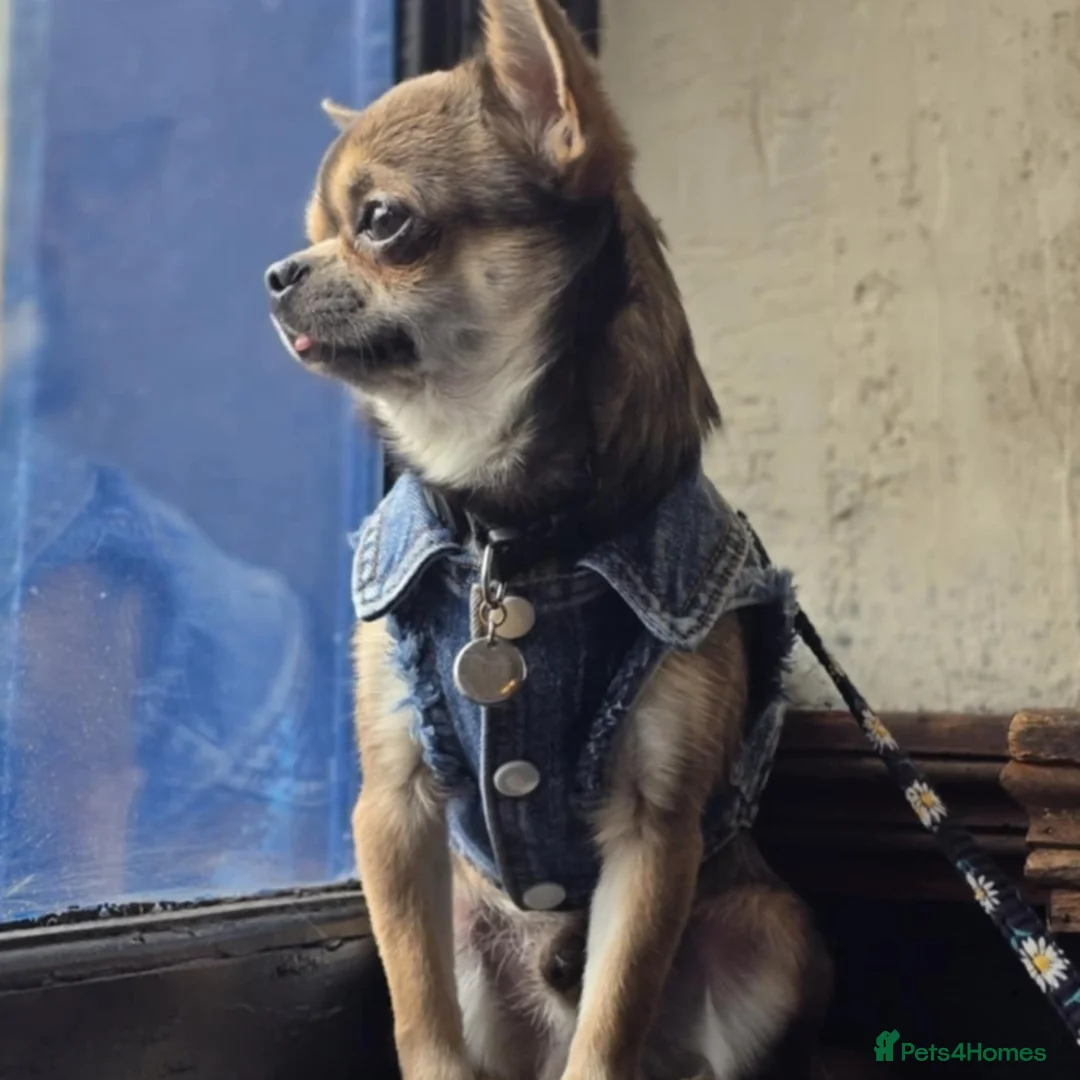 Chihuahua dogs for stud: Very small Chihuahua available for Stud in Edinburgh - Advert 1