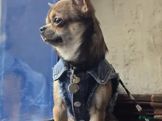 Chihuahua dogs Very small Chihuahua available for Stud - Advert 1