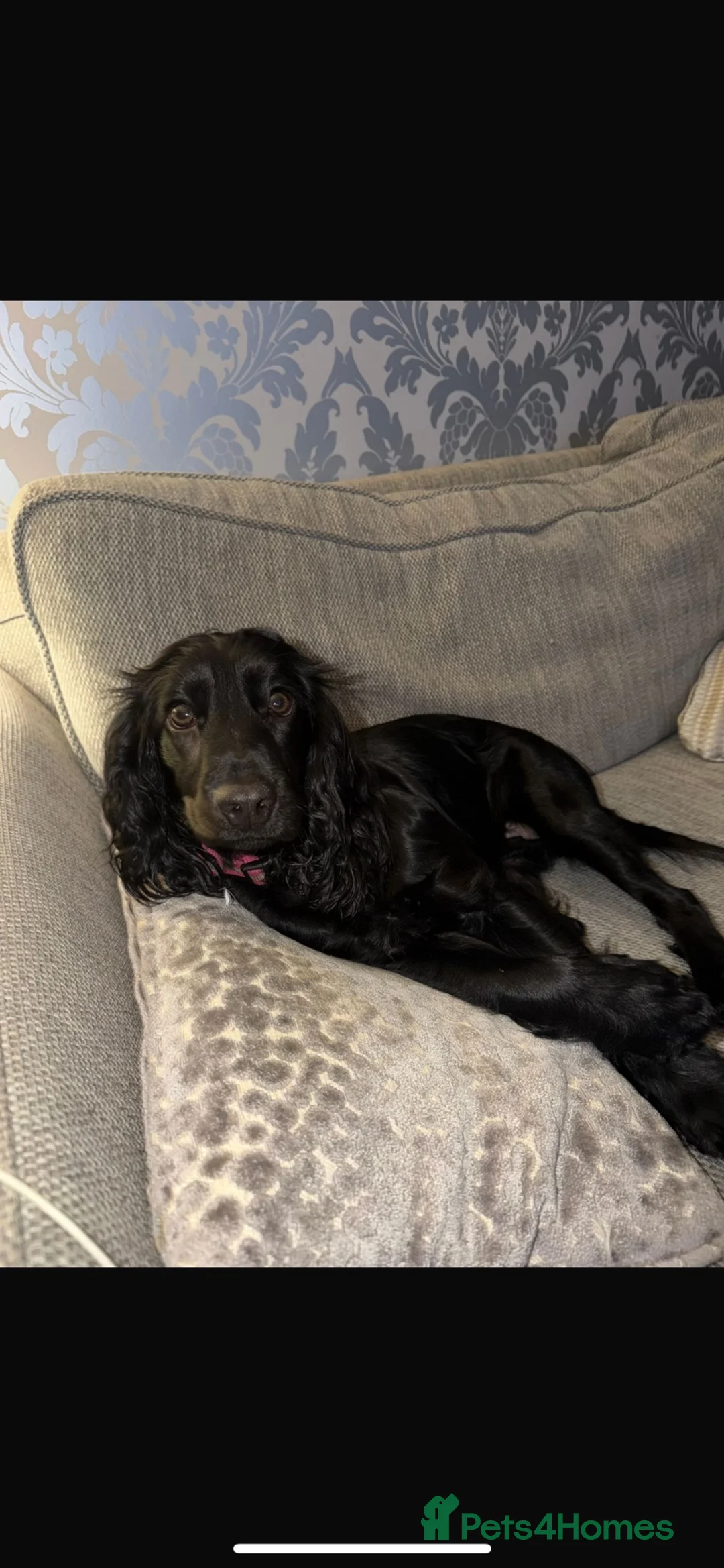 Cocker Spaniel dogs for sale: Black and white puppy  - Advert 2