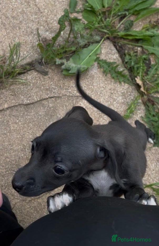 Mixed Breed dogs 1girl available!!Price lowered! Italian Greyhoundx - Advert 12