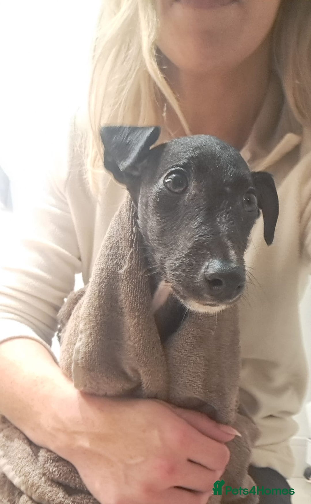 Whippet dogs for sale: Male Whippet Pup Ready For Forever Home - Advert 3