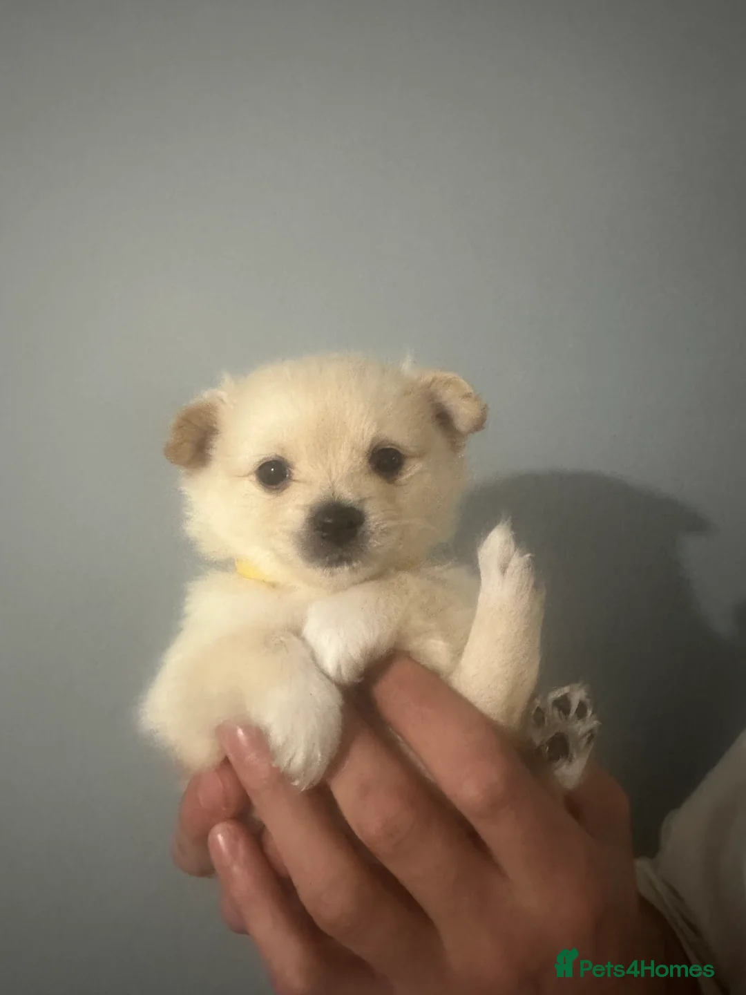 Pomeranian dogs for sale: Beautiful Russian blood line puppies - Advert 14