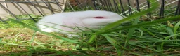 Mini Lop rabbits for sale: Friendly baby mini lops  Vaccinated RHD2 - Advert 6