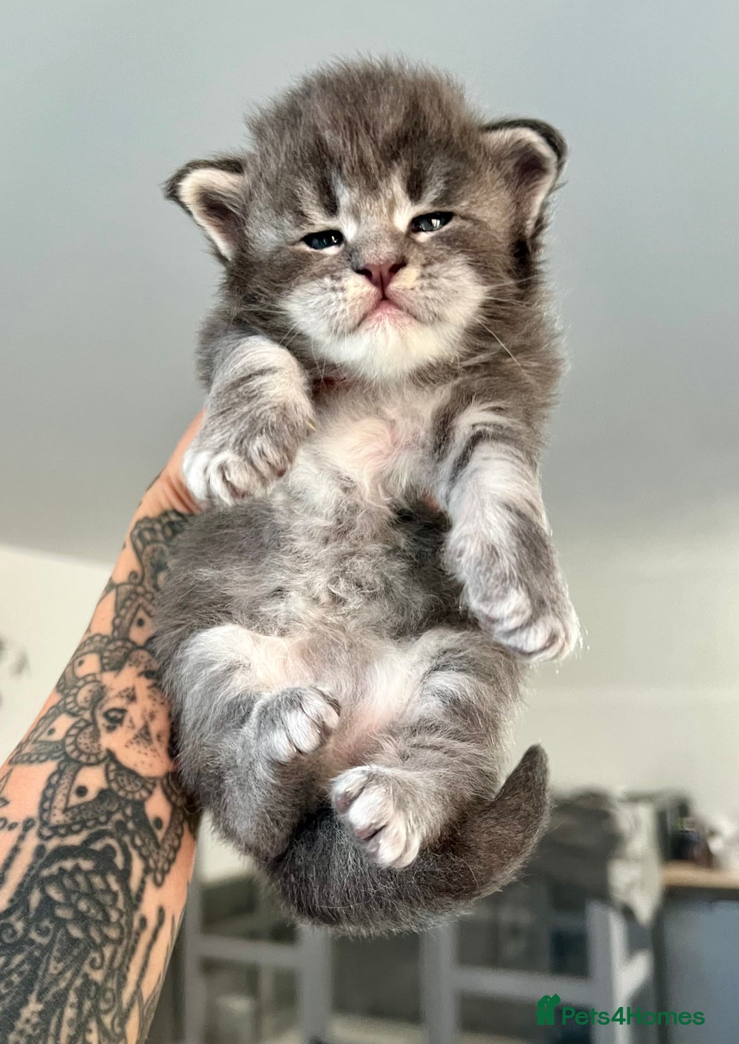 Maine Coon cats for sale: Russian Import Maine Coon Kittens  - Advert 10