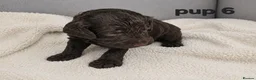 Cockapoo dogs for sale: Rare F1 cockapoo pups with mix blue eyes colour - Advert 12