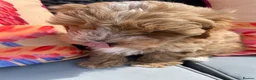 Maltipoo dogs for sale: All puppy’s now sold - Advert 13