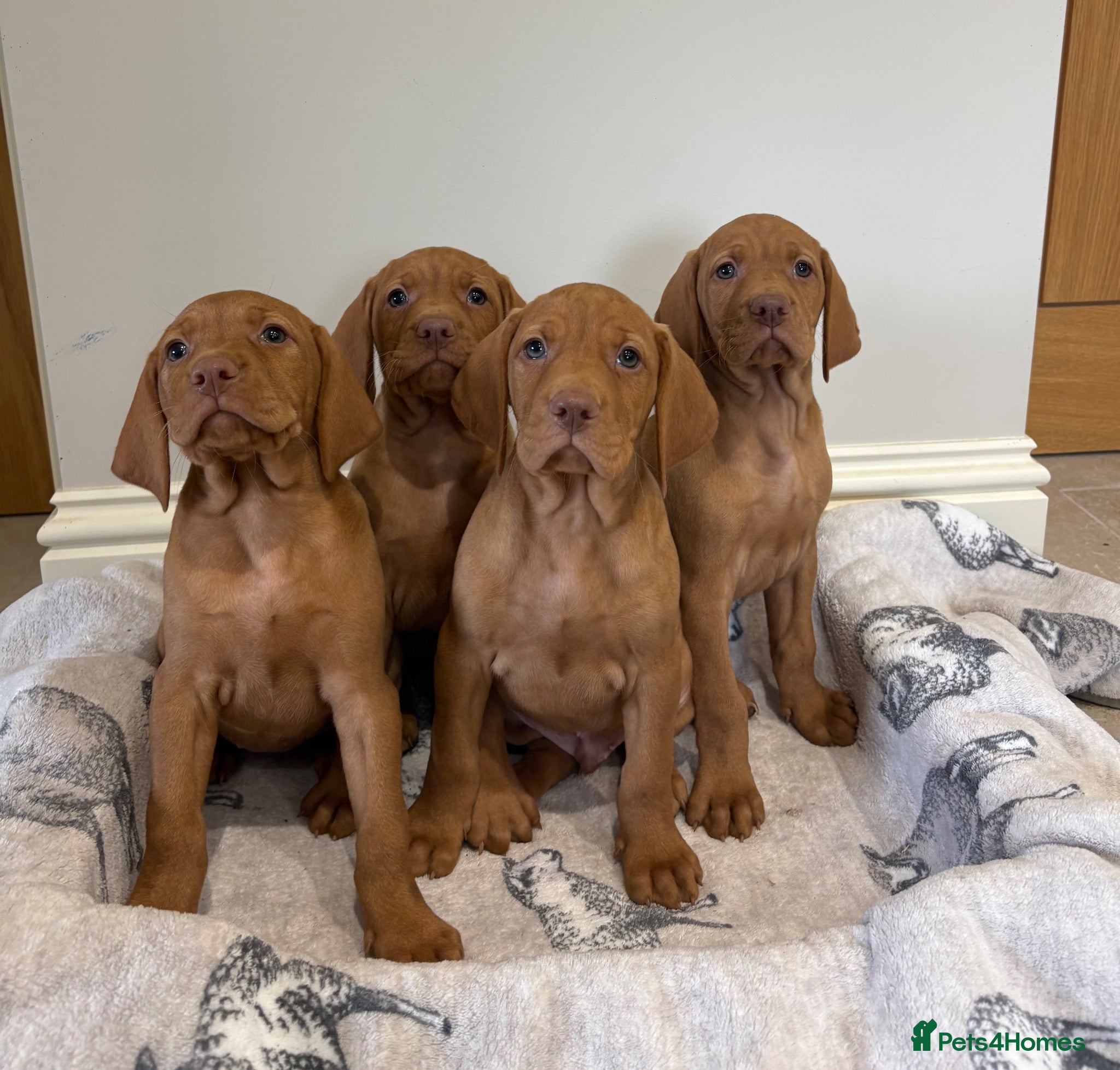 Hungarian Vizsla dogs Stunning KC Hungarian Viszlas - Advert 1