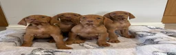 Hungarian Vizsla dogs for sale: Stunning KC Hungarian Viszlas - Advert 1
