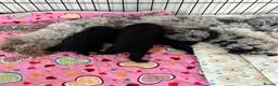 Cavapoo dogs for sale: Outstanding Cavapoo puppies - Advert 6
