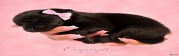 Eurasier dogs for sale: EXQUISPITZ Lovingly home reared Euraiser Puppies  - Advert 5