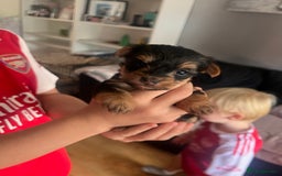 Yorkshire Terrier dogs for sale: 6 Yorkshire terriers for sale  - Image 2