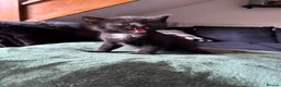 Mixed Breed cats for sale: Kittens For Sale - Advert 5