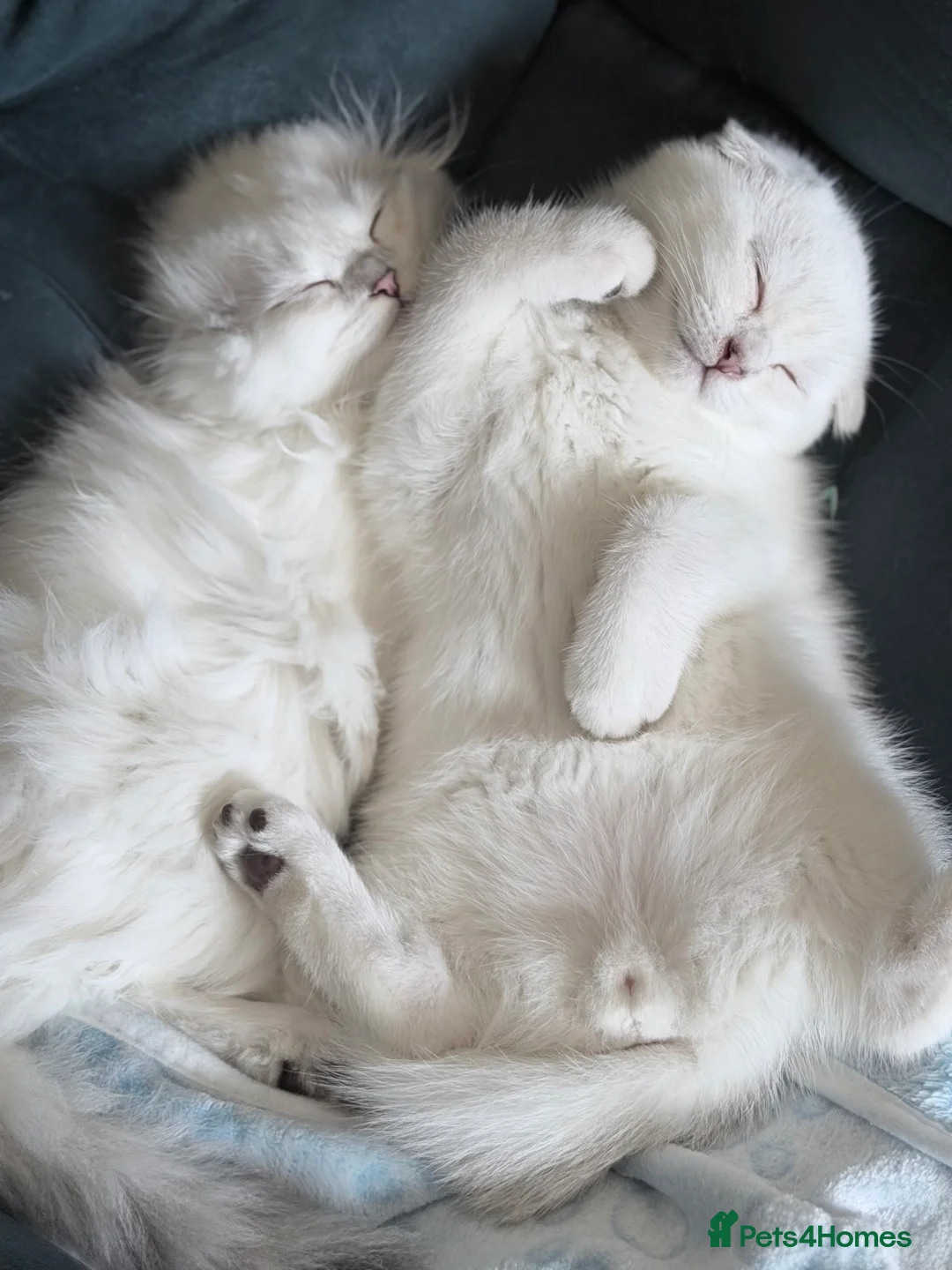 Scottish Fold cats for sale: Grandchampion Dad show Quality Rare scottish fold! - Advert 7