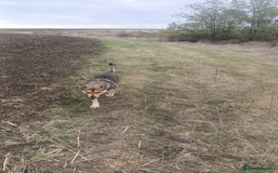 Mixed Breed dogs for adoption: 🐺 WOLFIE – A Brave Soul Ready for a New Life 🖤 - Advert 31