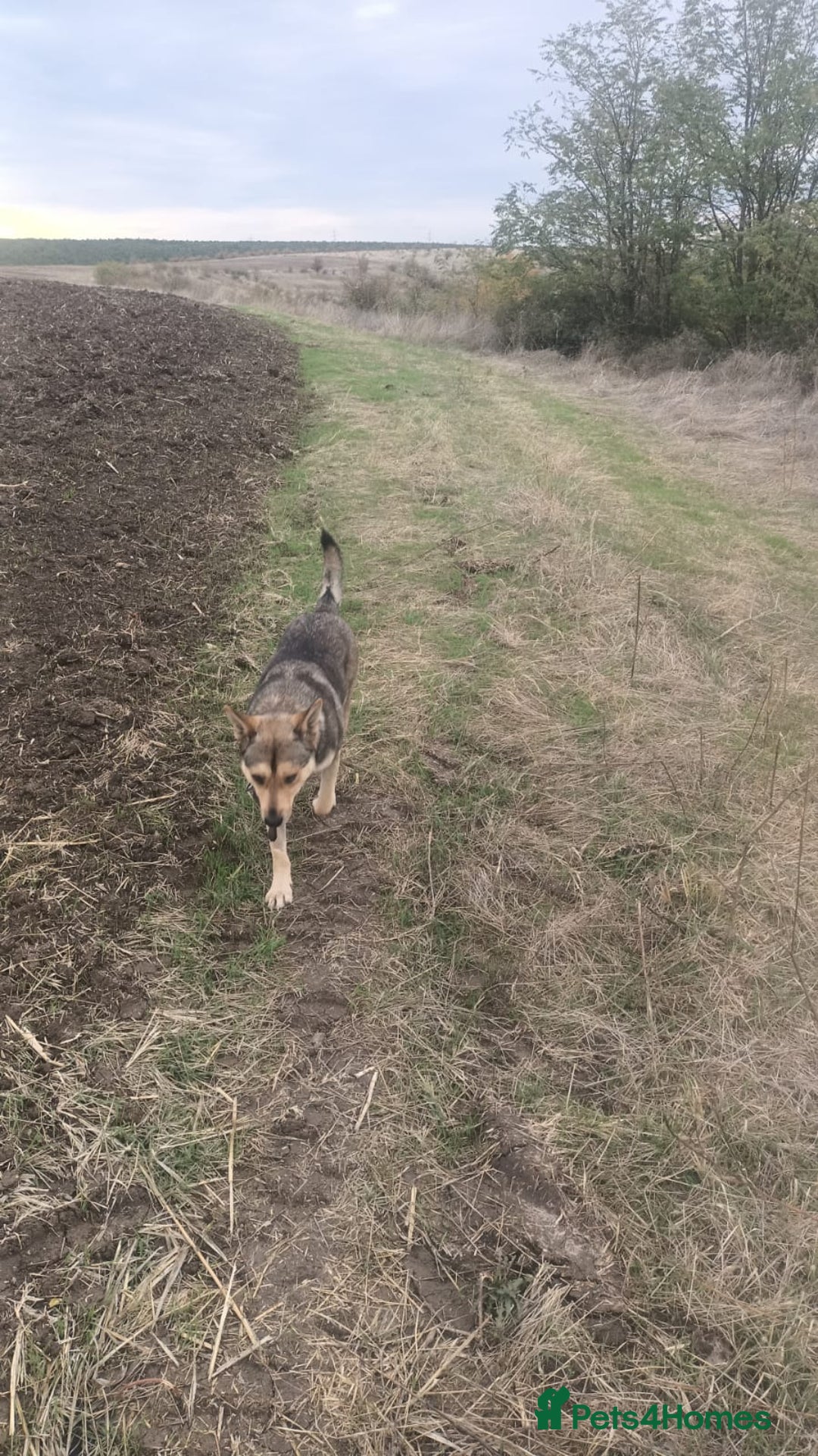 Mixed Breed dogs for adoption: 🐺 WOLFIE – A Brave Soul Ready for a New Life 🖤 - Advert 31