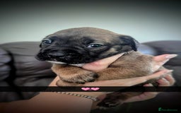 Mixed Breed dogs for sale: Cane corso cross  - Image 9