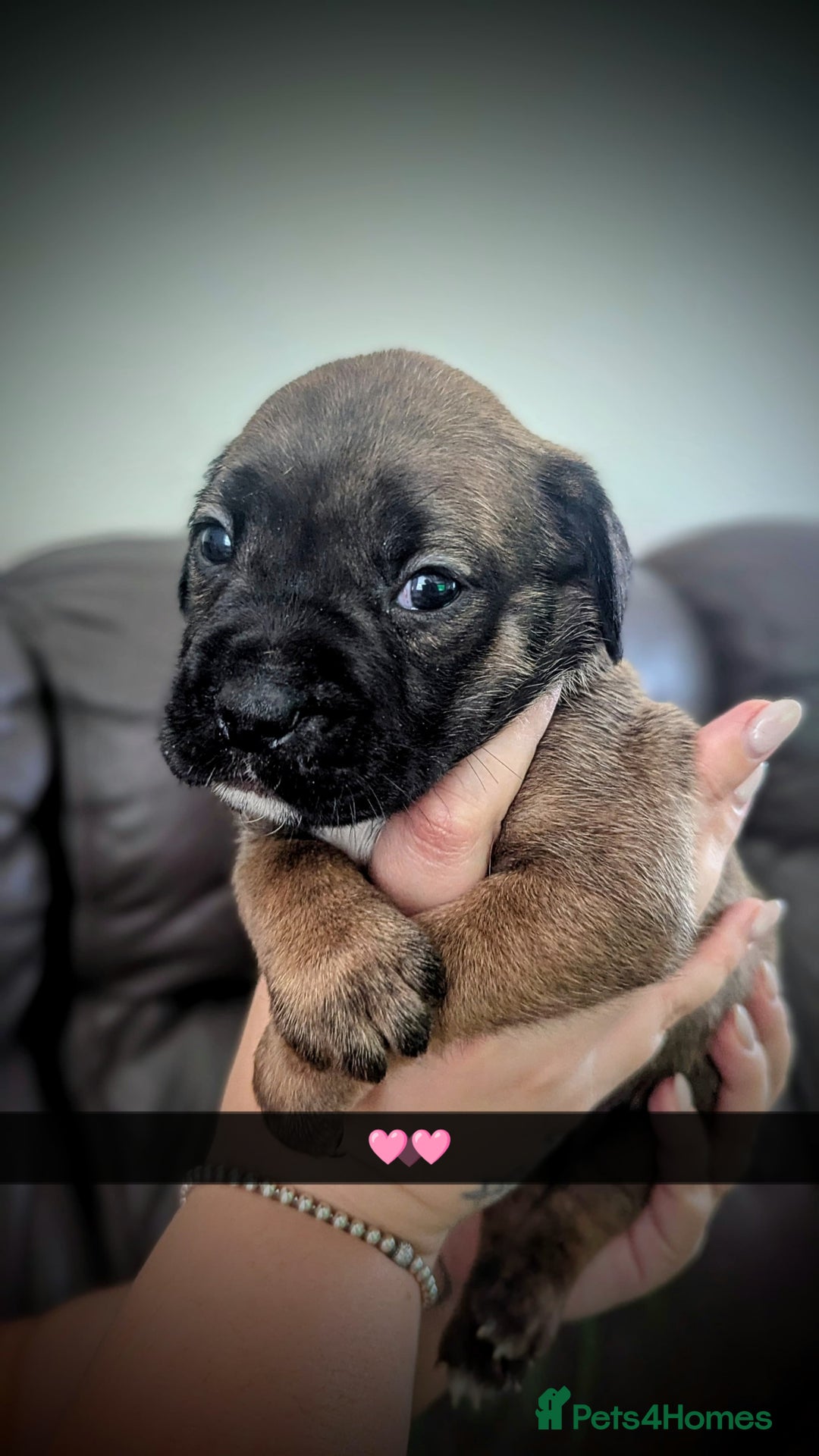 Mixed Breed dogs for sale: Cane corso cross  - Image 9