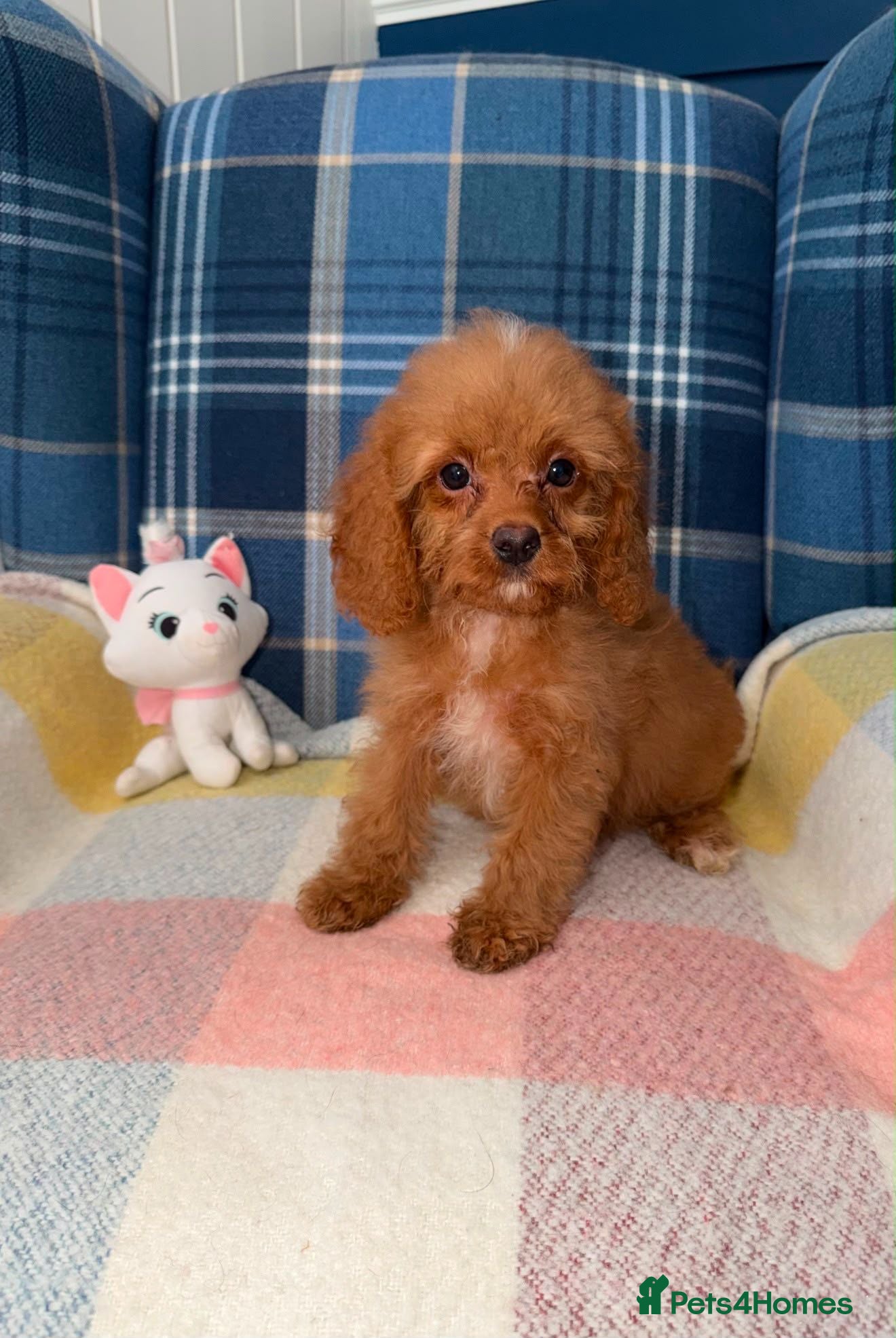 Cavapoo dogs 💛🧡Stunning Red Cavapoo Puppies Ready Now🧡💛 - Advert 1