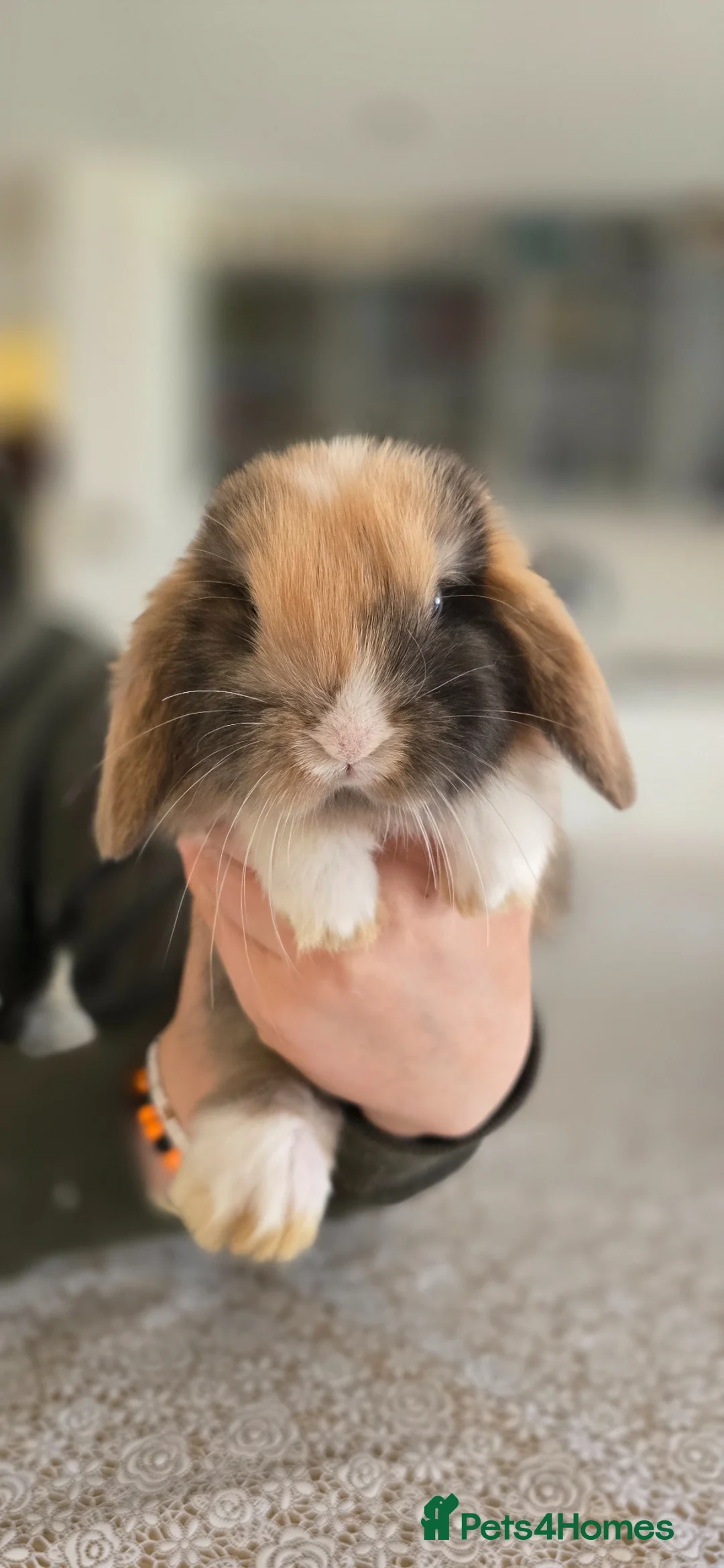 Mini Lop rabbits for sale: Mini lop bunnies for sale  - Advert 9