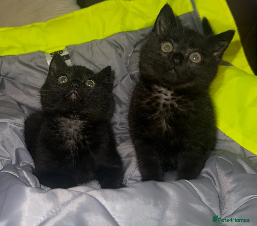 Mixed Breed cats for sale: 2 very loving kittens for sale  - Advert 2