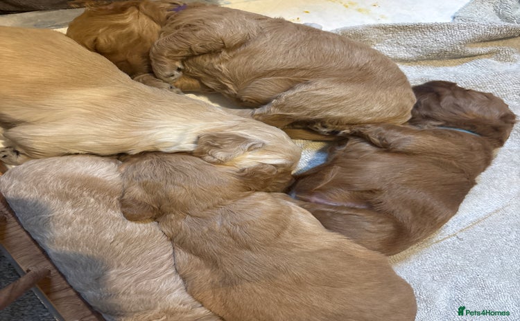 Mini Goldendoodle dogs F2 mini golden doodle puppies.  - Advert 1