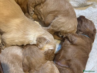 Mini Goldendoodle dogs F2 mini golden doodle puppies. - Advert 1