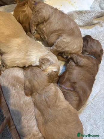 Mini Goldendoodle dogs F2 mini golden doodle puppies. - Advert 1