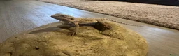 Bearded Dragon reptiles for sale: Baby Bearded Dragon 12 weeks - Advert 11