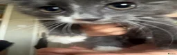 Mixed Breed cats for sale: Beautiful mixed grey kittens - Advert 7
