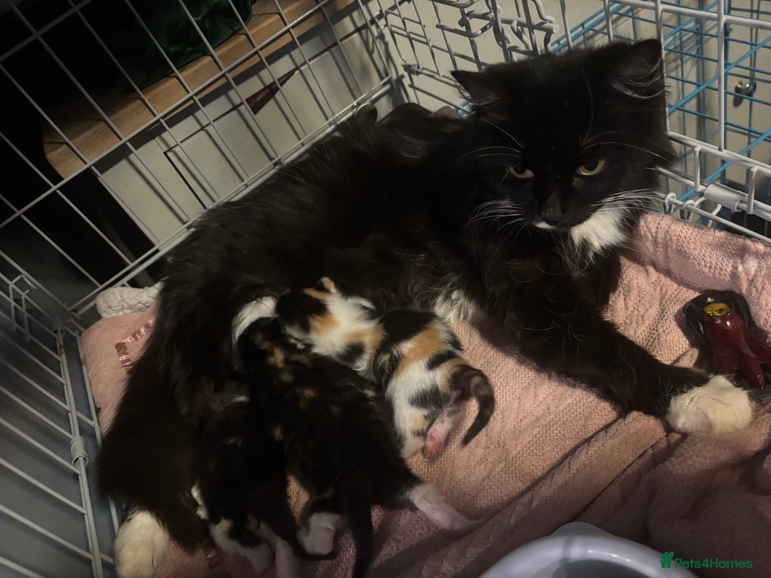 Mixed Breed cats for sale: Kittens for sale  - Image 3