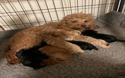 Toy Poodle dogs for sale: Beautiful KC registered Toy Poodles  - Image 9