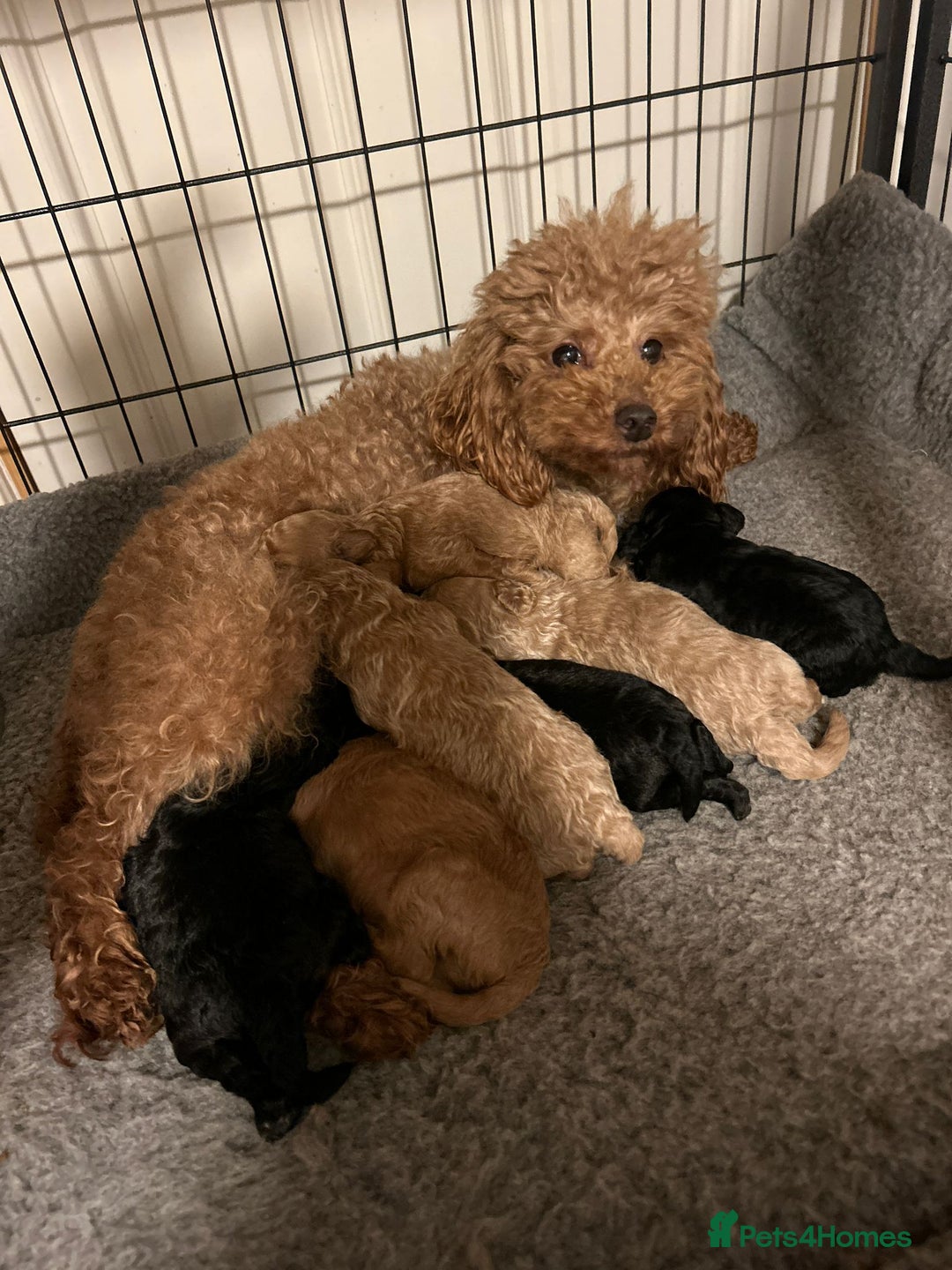 Toy Poodle dogs for sale: Beautiful KC registered Toy Poodles  - Image 9
