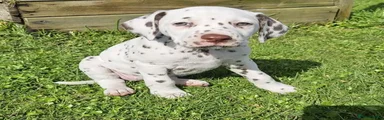 Dalmatian 3