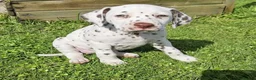 Dalmatian dogs for sale: A Symphony of Spots & Sweetness–Dalmatian Puppies in Oxford - Advert 7