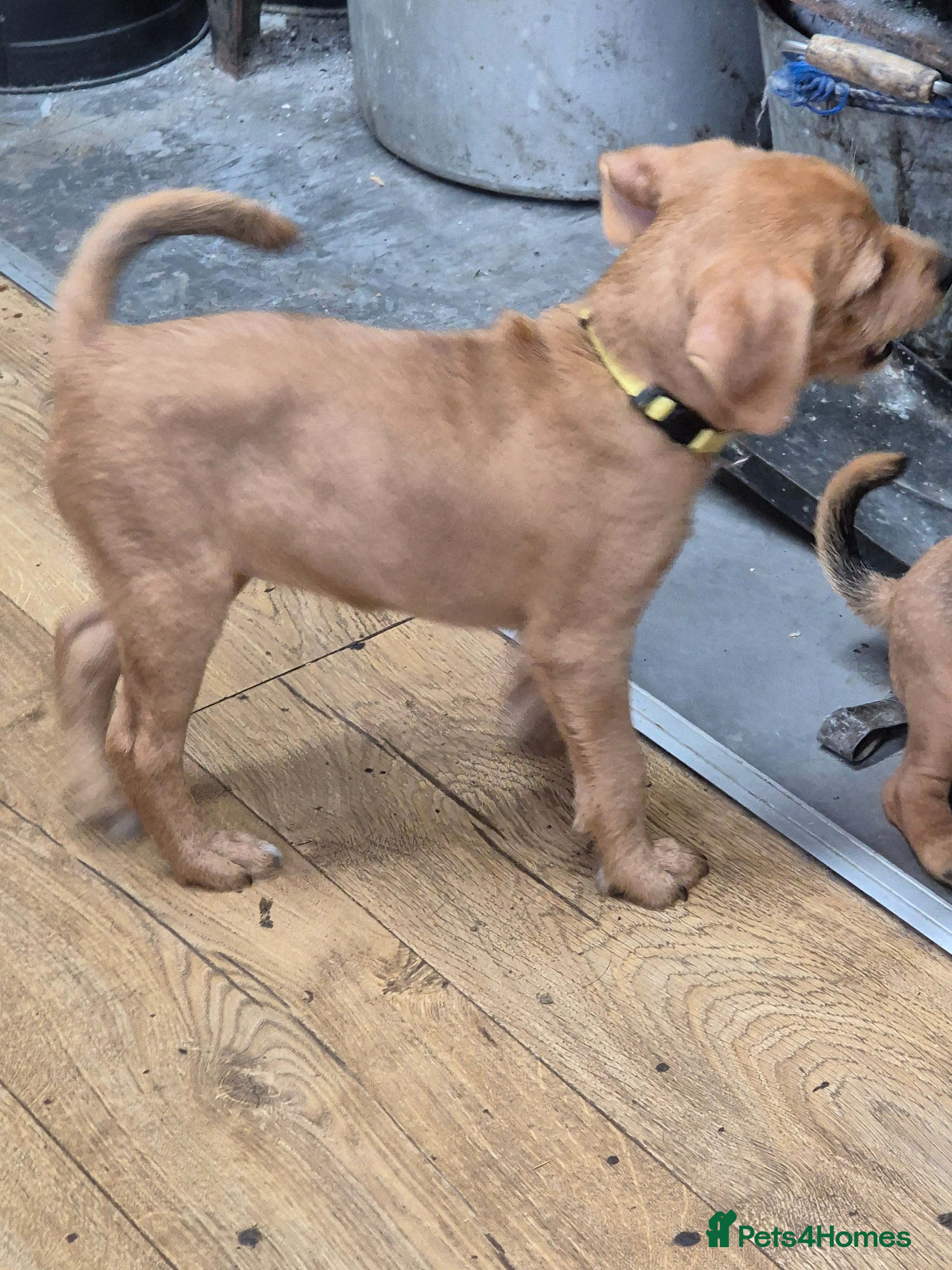 Patterjack dogs Patterjack puppies 10 weeks old - Advert 12