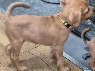 Patterjack dogs Patterjack puppies 10 weeks old - Advert 12