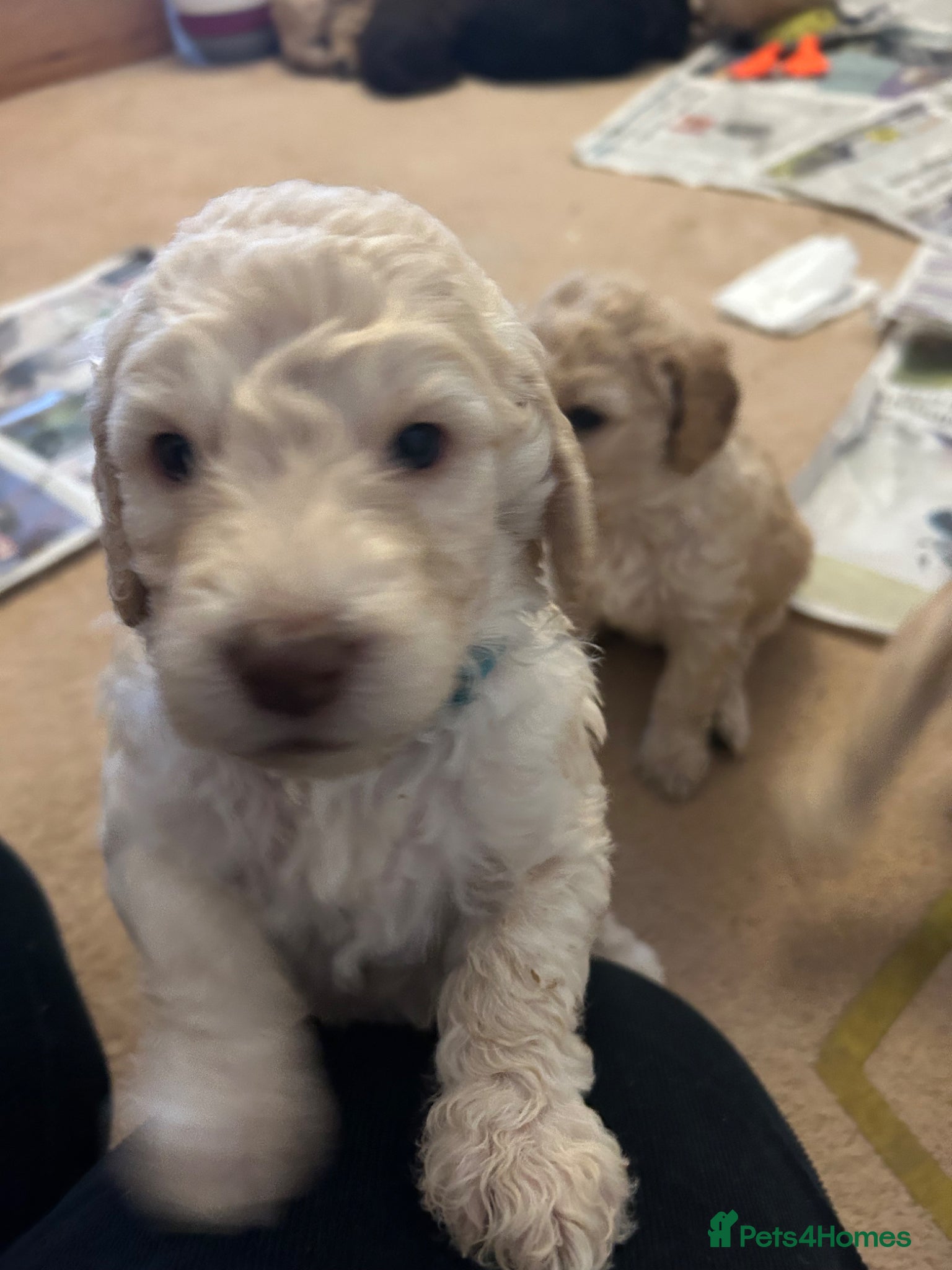 Labradoodle dogs Rare multi generational labradoodle Puppies - Advert 2