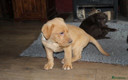 Labrador Retriever dogs for sale: Labrador Pupsfor Sale – Yellow, Chocolate, Black  - Image 40
