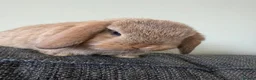 Mini Lop rabbits for sale: Mini Lops - Bucks  - Advert 5