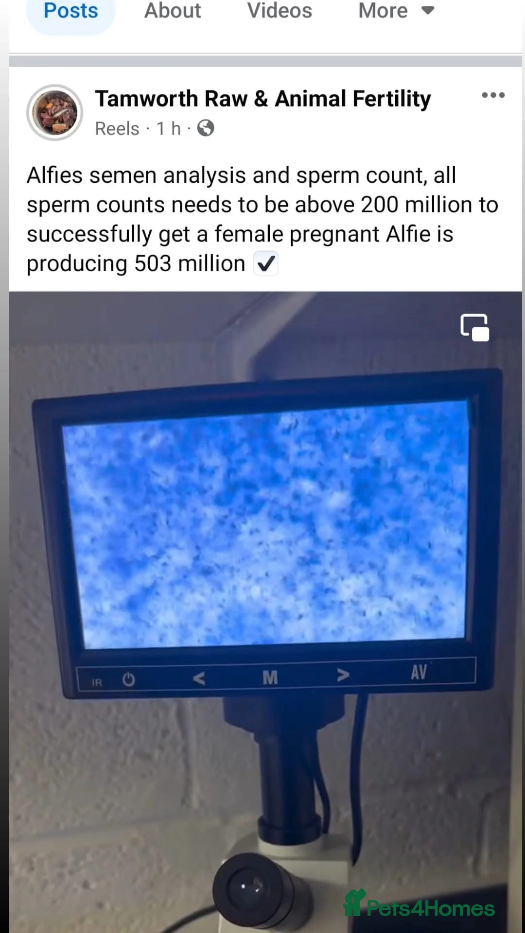 French Bulldog dogs for stud: Stunning blue merle 2year old stud - PROVEN in Lichfield - Advert 3